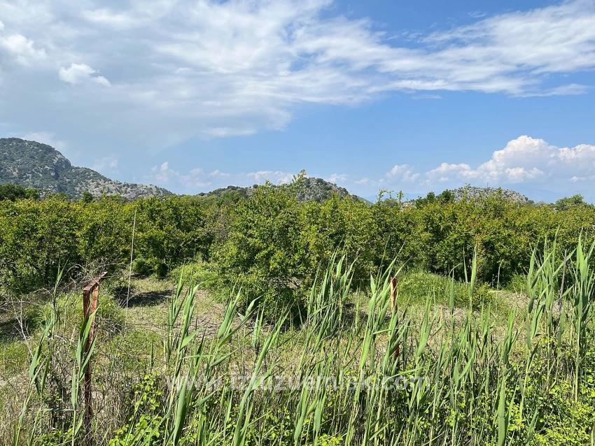 5.100 M² Großes Grundstück In Dalyan, Gebiet Maraş, Zu Verkaufen, Ausgewiesen Für 5% Wohnnutzung.
