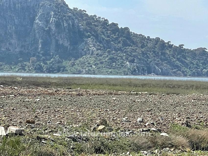 19.600 M² Großes Grundstück Zum Verkauf, Direkt An Der Straße Dalyan Iztuzu Beach Gelegen.
