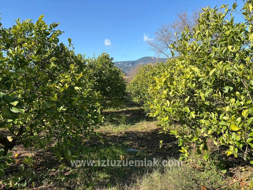 Zitronenhain In Dalyan Zu Verkaufen, 16.500 M²