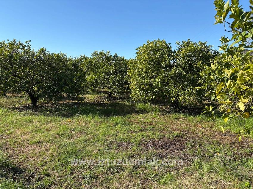 Zitronenhain In Dalyan Zu Verkaufen, 16.500 M²
