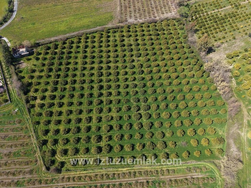 17.550 M2 Weinberg-bahce Zum Verkauf In Der Nähe Des Dalyan Centers