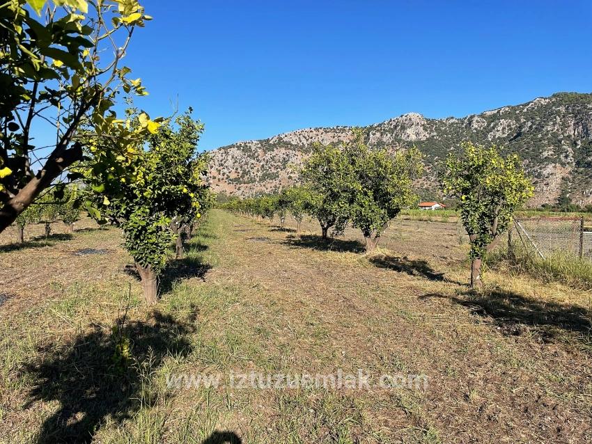 6600 M² Großes Grundstück In Der Nähe Des Zentrums Von Dalyan Zu Verkaufen.