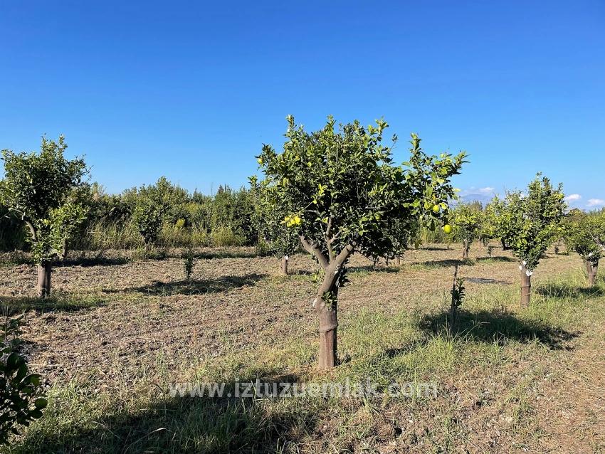 6600 M² Großes Grundstück In Der Nähe Des Zentrums Von Dalyan Zu Verkaufen.