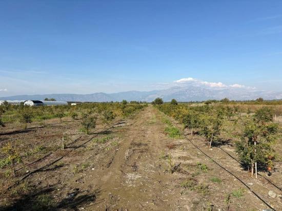 21500 M² Großer Granatapfelgarten In Eskiköy Zu Verkaufen