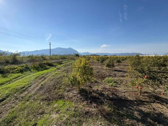 21500 M² Großer Granatapfelgarten In Eskiköy Zu Verkaufen