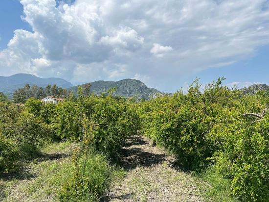 5.100 M² Großes Grundstück In Dalyan, Gebiet Maraş, Zu Verkaufen, Ausgewiesen Für 5% Wohnnutzung.