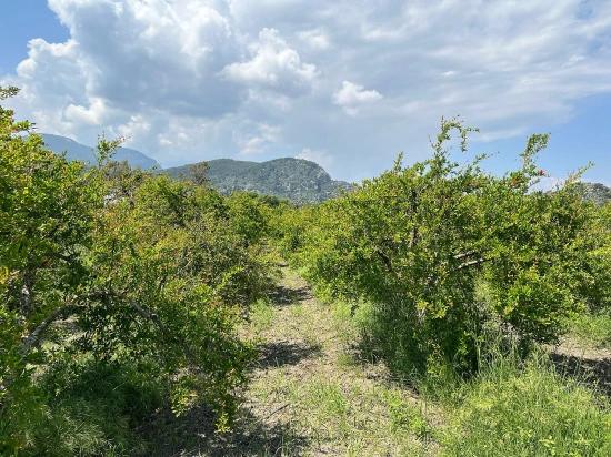 5.100 M² Großes Grundstück In Dalyan, Gebiet Maraş, Zu Verkaufen, Ausgewiesen Für 5% Wohnnutzung.