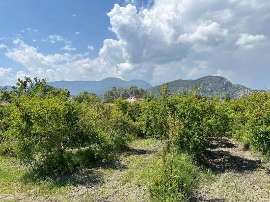 5.100 M² Großes Grundstück In Dalyan, Gebiet Maraş, Zu Verkaufen, Ausgewiesen Für 5% Wohnnutzung.