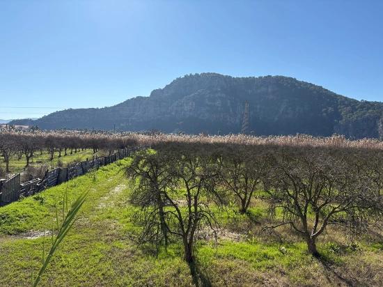 5985 M² Großes Grundstück In Dalyan Zu Verkaufen, Ausgewiesen Für 5 % Weinbau/obstbau.