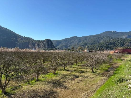 5985 M² Großes Grundstück In Dalyan Zu Verkaufen, Ausgewiesen Für 5 % Weinbau/obstbau.
