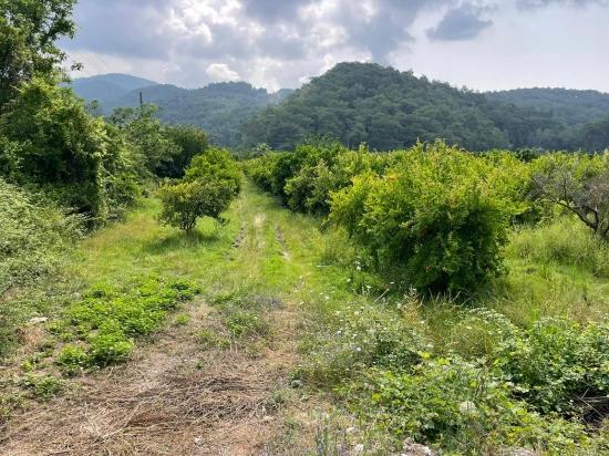7800 M² Großes Grundstück Zum Verkauf In Gökbel, Neben Der Iztuzu Beach Road