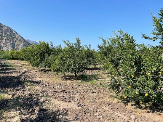 10.000 M² Großer Granatapfelgarten Zum Verkauf In Der Gegend Von Dalyan Arıkbaşı Gerendüzü.