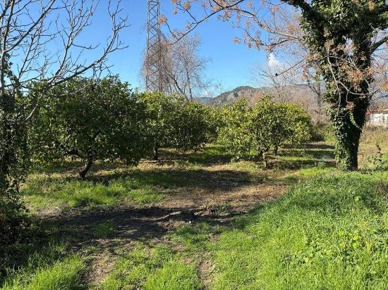 Zitronenhain In Dalyan Zu Verkaufen, 16.500 M²