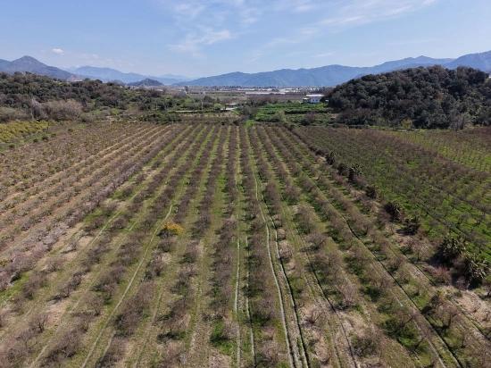 16.710 M² Granatapfelgarten Zum Verkauf Mit Seeblick In Eskiköy