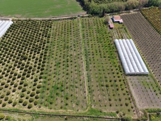 16.000 M² Großer Granatapfelgarten In Eskiköy Zu Verkaufen