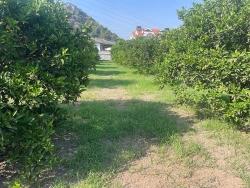 Land Zu verkaufen in Dalyan Bz. Ortaca - Gehäuse-Zonierung - 722 m²
