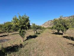 Feld Zu verkaufen in Dalyan Bz. Ortaca - Feld-Zonierung - 6.600 m²