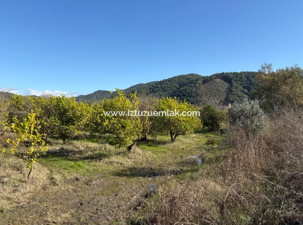 23.000M2 Freistehender Feldgarten Zum Verkauf In Tepearasin,