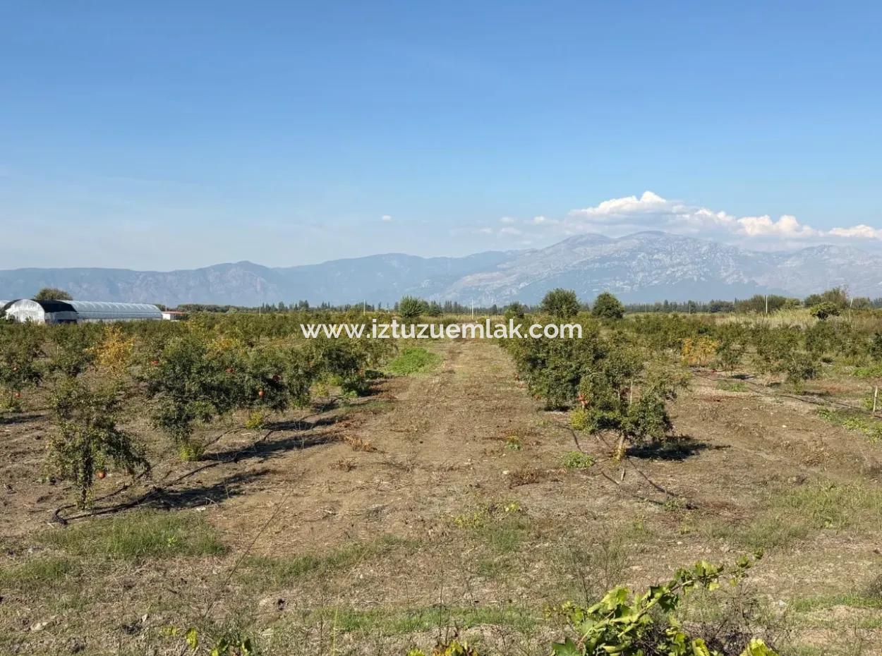 21500M2 Granatapfelgarten Zum Verkauf In Eskiköy
