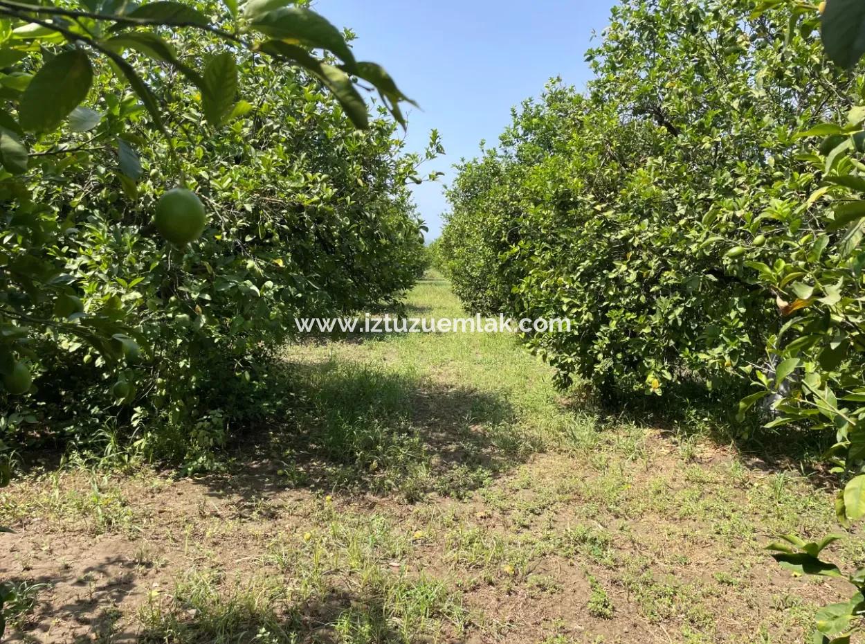 10.000M2 Grundstück Zum Verkauf Im Bebauten Gebiet Des Dorfes In Okçular