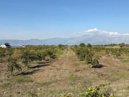 21500M2 Granatapfelgarten Zum Verkauf In Eskiköy