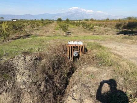 21500M2 Granatapfelgarten Zum Verkauf In Eskiköy