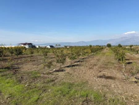 21500M2 Granatapfelgarten Zum Verkauf In Eskiköy
