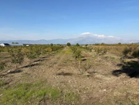 21500M2 Granatapfelgarten Zum Verkauf In Eskiköy