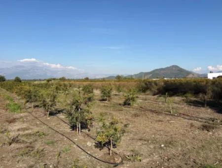 21500M2 Granatapfelgarten Zum Verkauf In Eskiköy