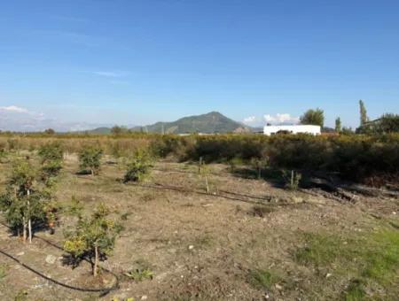 21500M2 Granatapfelgarten Zum Verkauf In Eskiköy
