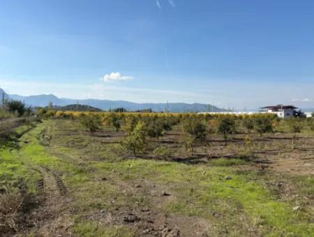 21500M2 Granatapfelgarten Zum Verkauf In Eskiköy