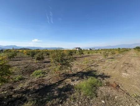 21500M2 Granatapfelgarten Zum Verkauf In Eskiköy