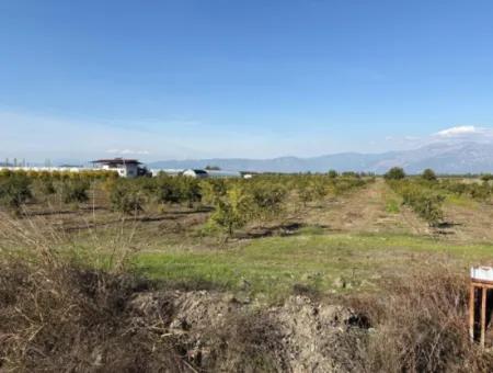 21500M2 Granatapfelgarten Zum Verkauf In Eskiköy