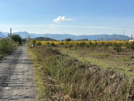 21500M2 Granatapfelgarten Zum Verkauf In Eskiköy