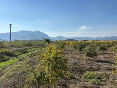 21500M2 Granatapfelgarten Zum Verkauf In Eskiköy
