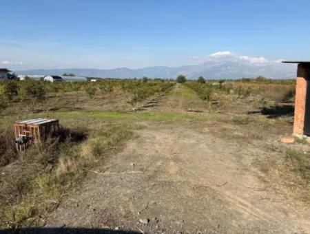 21500M2 Granatapfelgarten Zum Verkauf In Eskiköy