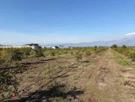 21500M2 Granatapfelgarten Zum Verkauf In Eskiköy