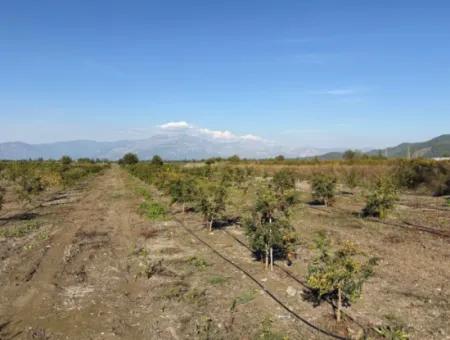 21500M2 Granatapfelgarten Zum Verkauf In Eskiköy