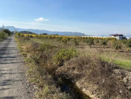 21500M2 Granatapfelgarten Zum Verkauf In Eskiköy