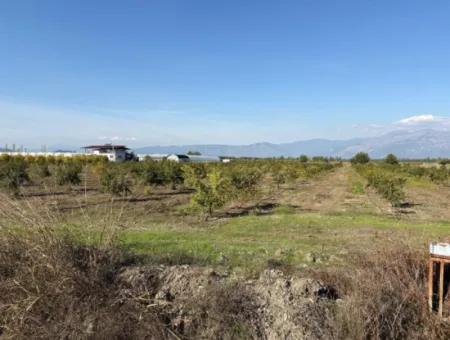 21500M2 Granatapfelgarten Zum Verkauf In Eskiköy