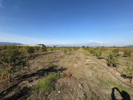 21500M2 Granatapfelgarten Zum Verkauf In Eskiköy