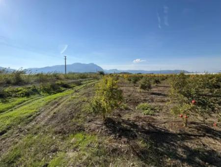 21500M2 Granatapfelgarten Zum Verkauf In Eskiköy