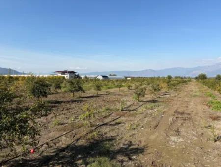 21500M2 Granatapfelgarten Zum Verkauf In Eskiköy