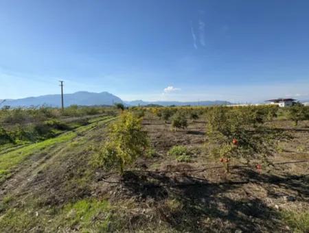 21500M2 Granatapfelgarten Zum Verkauf In Eskiköy