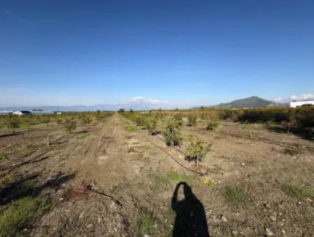 21500M2 Granatapfelgarten Zum Verkauf In Eskiköy