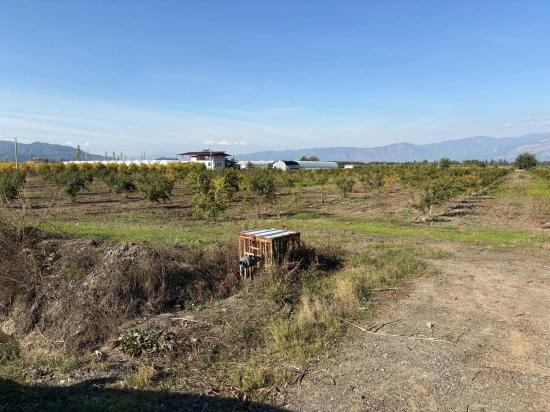 21500 M² Großer Granatapfelgarten In Eskiköy Zu Verkaufen