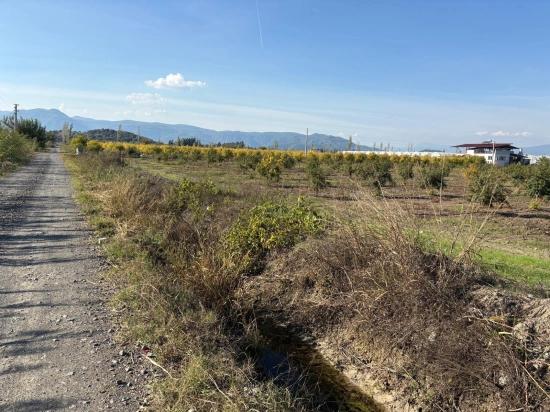 21500m2 Pomegranate Garden For Sale In Eskiköy