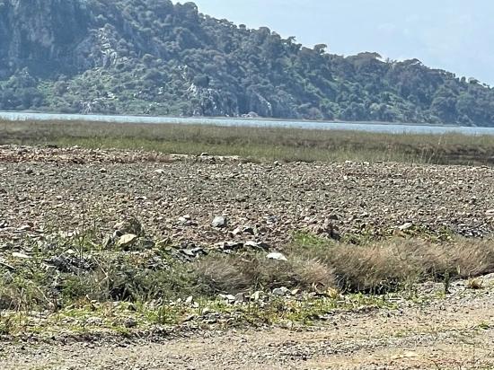 19,600 M² Plot Of Land For Sale, Located Directly On The Road To Dalyan Iztuzu Beach.