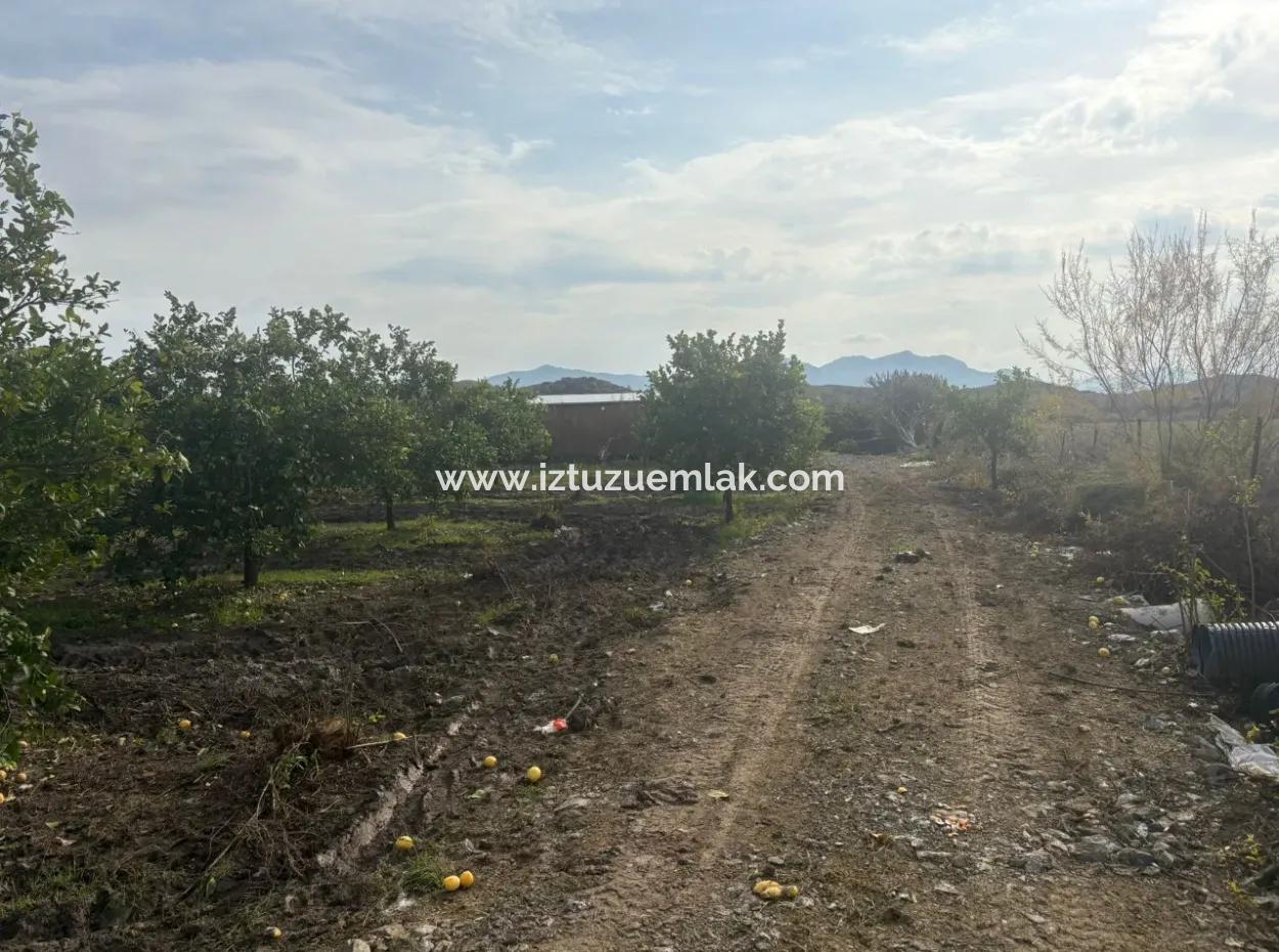 Single Title Deed 5617M2 Lemon Orchard For Sale In Tepearası