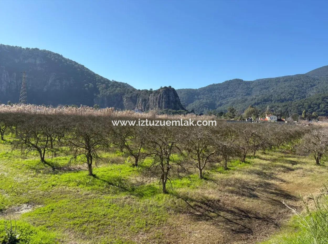 5985M2 5% Zoned Land For Sale In Dalyan As Vineyard Garden